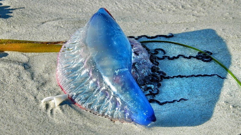 Medusa venenosa de dos metros sorprendió a surfista y se hizo viral