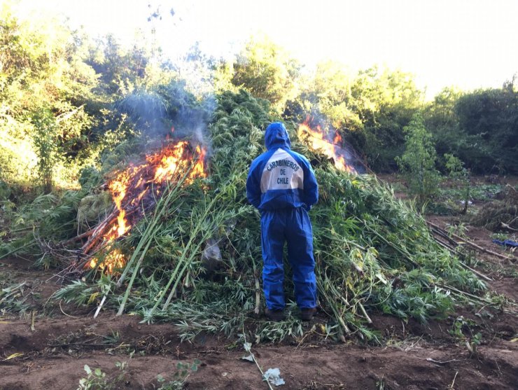 Decomisan la tercera plantación de cannabis más grande de la última década en Ñuble