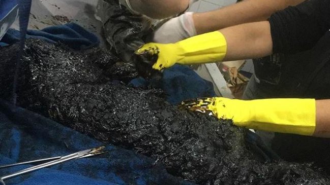 Terrible: Dos perros fueron encontrados cubiertos de alquitrán