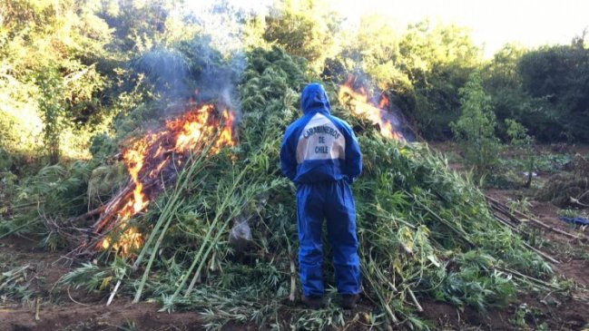 Decomisan la tercera plantación de cannabis más grande de la última década en Ñuble
