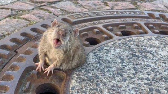 Aplauden a bomberos por salvar a una rata que quedó atrapada por su sobrepeso