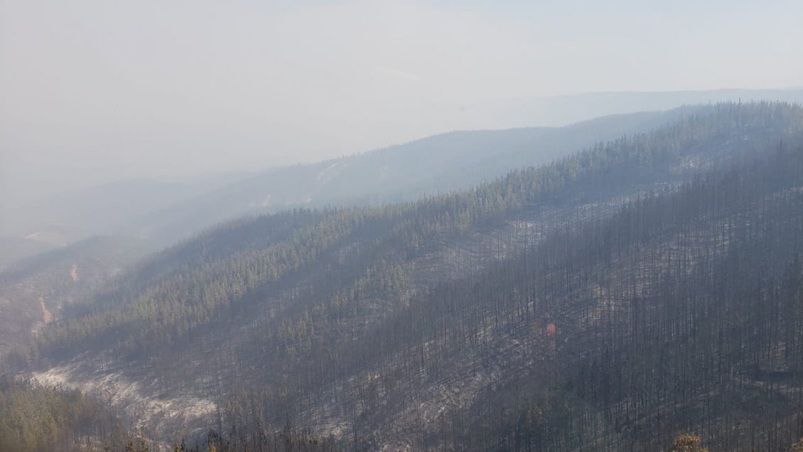 Incendio forestal en Paredones ha consumido más de 900 hectáreas