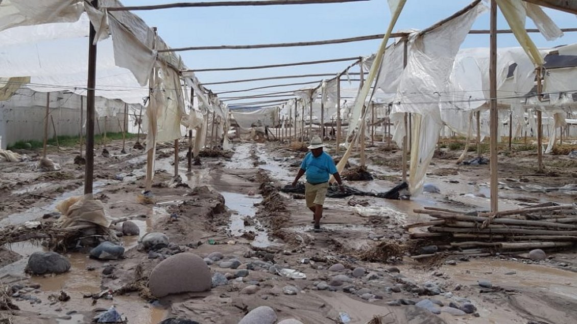 Arica: Más de 110 millones de pesos han sido entregados a agricultores afectados por lluvias