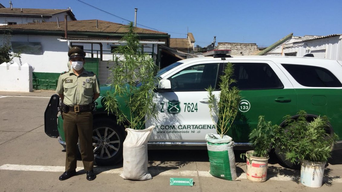 Incautan plantas de cannabis sativa en Cartagena