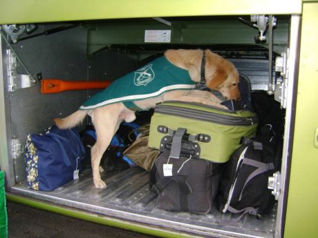 Perro antidrogas colaboró en la detención de cuatro personas