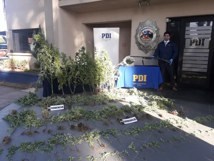 Detienen a sujeto que mantenía 150 plantas de marihuana en dos invernaderos en Chillán
