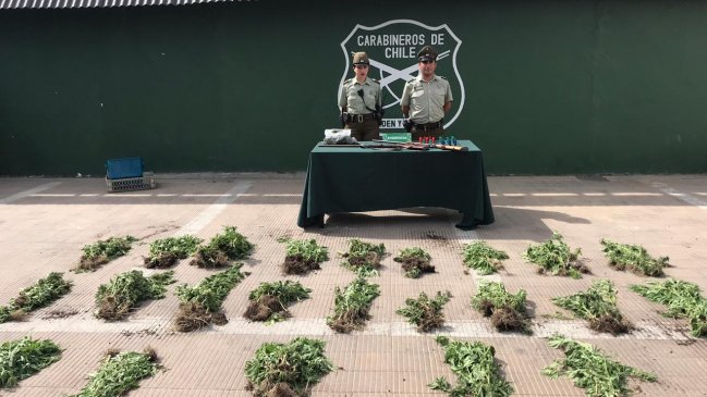 Carabineros detuvo a dos sujetos que resguardaban 410 plantas de marihuana