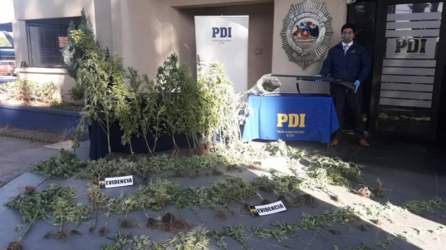 Detienen a sujeto que mantenía 150 plantas de marihuana en dos invernaderos en Chillán
