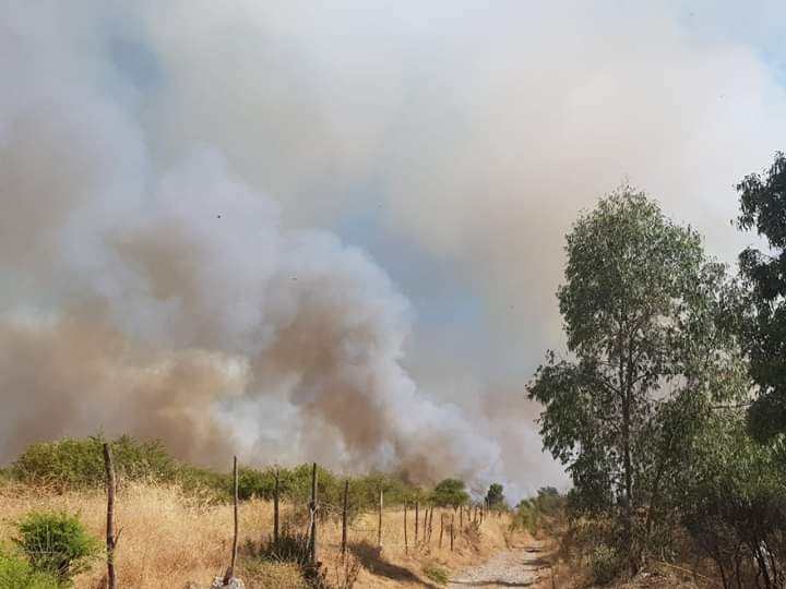 Maule: Combaten incendio forestal que afecta 30 hectáreas de bosque nativo