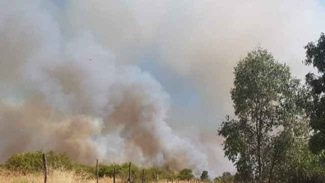 Maule: Combaten incendio forestal que afecta 30 hectáreas de bosque nativo