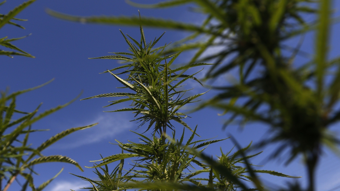 Adulto mayor plantó marihuana en su parcela para mejorar su situación económica