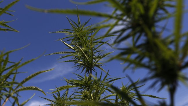 Adulto mayor plantó marihuana en su parcela para mejorar su situación económica