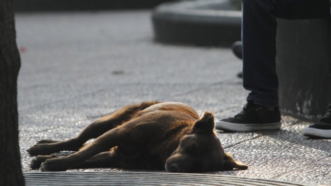 Petorca: Sustancia usada para el envenenamiento de perros generó emergencia química