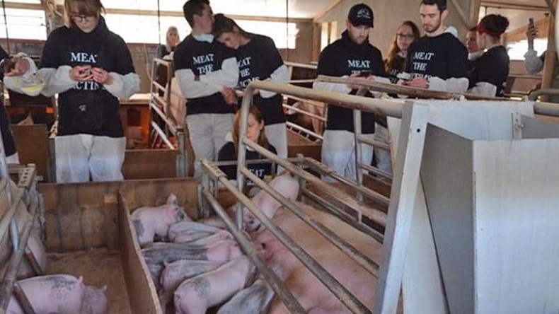 Acusan a veganos de matar accidentalmente a chanchos durante protesta