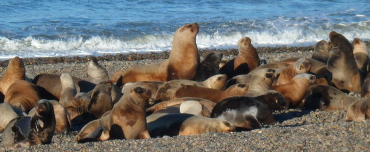 Pescador fue detenido por porte de elemento conocido como 