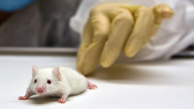 Científicos lograron alterar el tamaño de ratones usando genes 