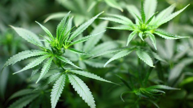 Licenciatura en marihuana: Universidades lanzan carreras especializadas