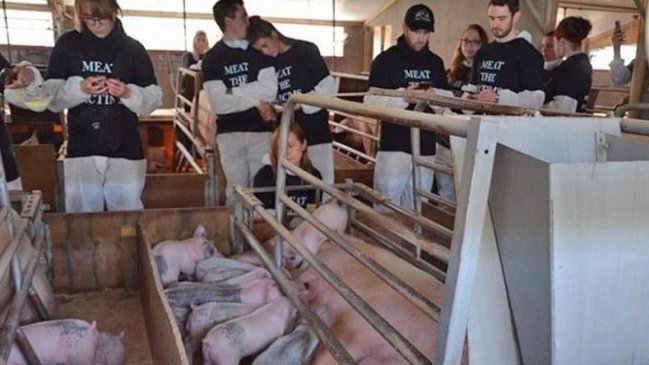 Acusan a veganos de matar accidentalmente a chanchos durante protesta