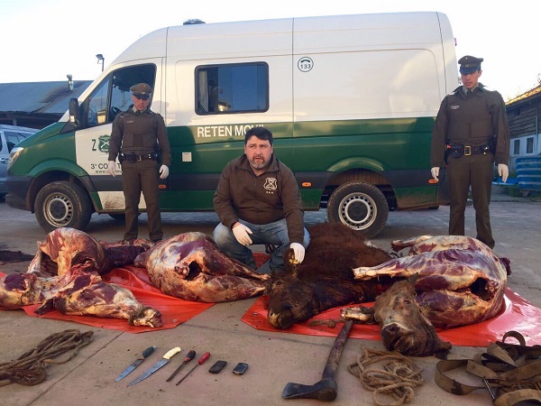 Detuvieron a un hombre que transportaba carne faenada de vacuno y equino