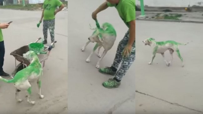 Pintaron a un perro verde para campaña política y generaron indignación