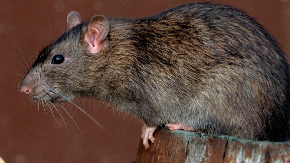 Abren sumario por caca de ratón en panadería de la cárcel concesionada de Concepción