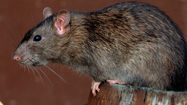 Abren sumario por caca de ratón en panadería de la cárcel concesionada de Concepción