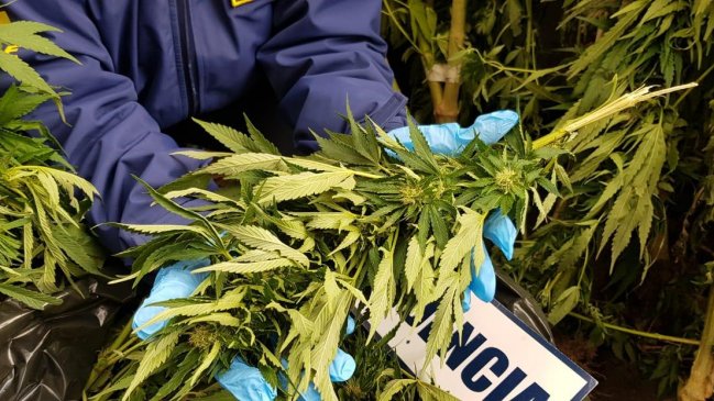 Decomisan más de 90 plantas de marihuana cultivadas cerca del Río Biobío