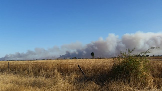 Decretan alerta roja en la Provincia de Cautín por incendios forestales