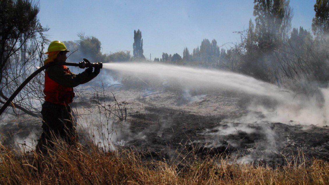 Más de 1.000 hectáreas afectadas por incendio forestal en San Fabián y Coihueco