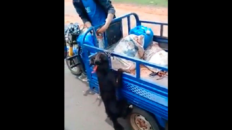 Brutal maltrato: Rescatan a perrito que iba colgando del cuello de vehículo en movimiento