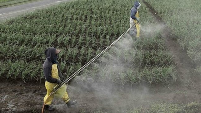 Estudio reveló posible daño cognitivo entre quienes trabajan con plaguicidas en Elqui y Limarí
