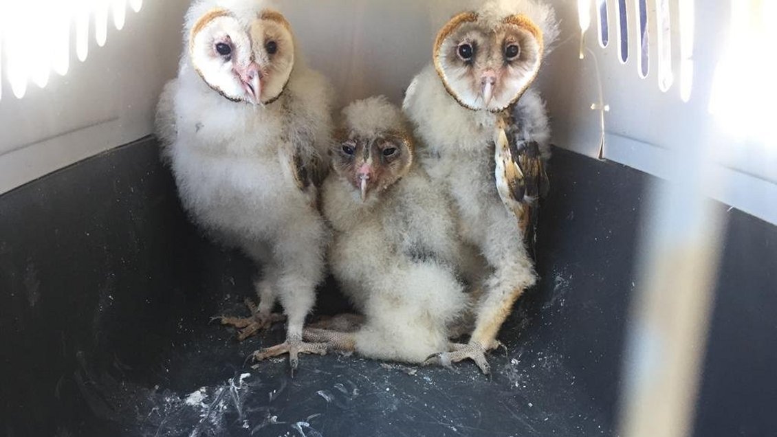 SAG rescató a tres pichones de lechuza blanca en San Javier