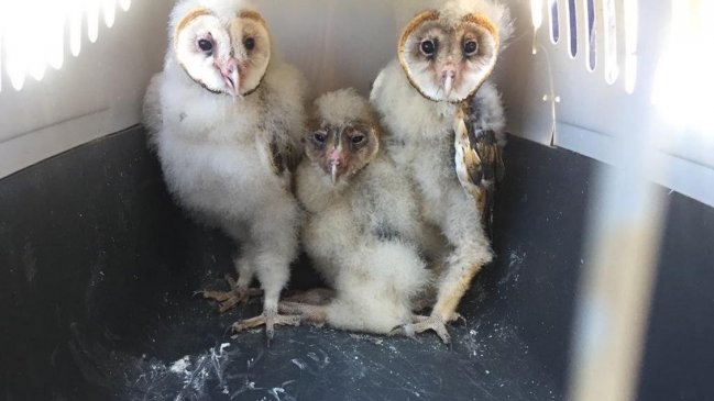SAG rescató a tres pichones de lechuza blanca en San Javier