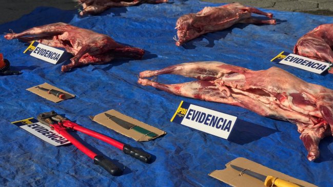 Hombre acusado de abigeato portaba ocho corderos faenados en su camioneta