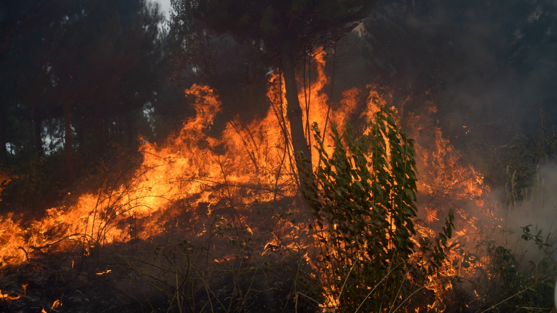 Incendio forestal obligó a decretar alerta roja en Traiguén