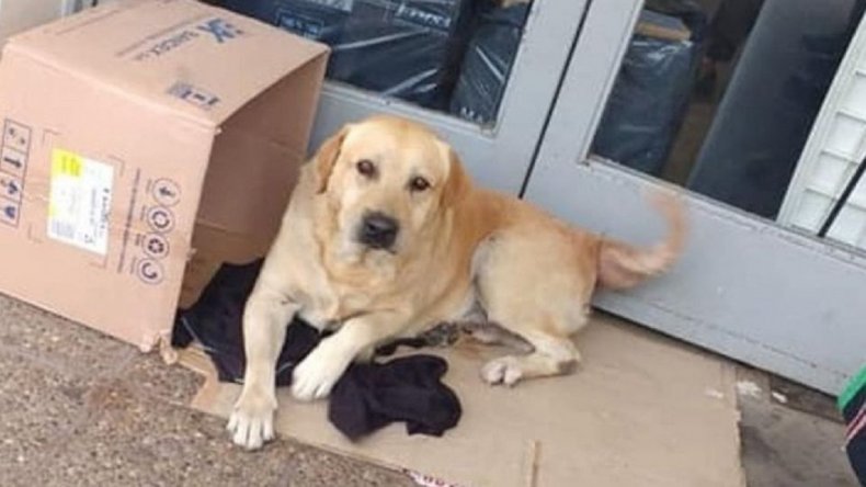 Toto, la historia del perro que espera en un hospital sin saber que su humano murió