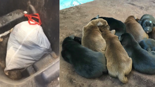 Indignación: Encontraron a ocho cachorros encerrados en una bolsa entre la basura