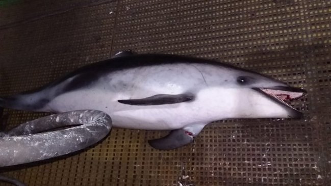 Subsecretaría de Pesca interpuso denuncia por muerte de 20 delfines en Antofagasta