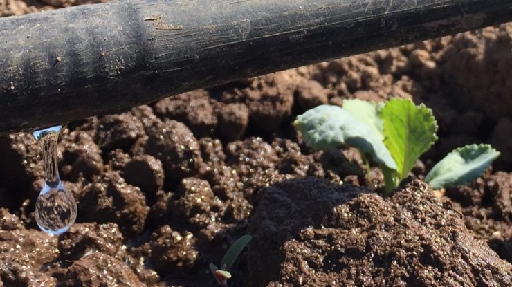 Ñuble: 41 agricultores de Punilla han sido bonificados con sistemas de riego por goteo