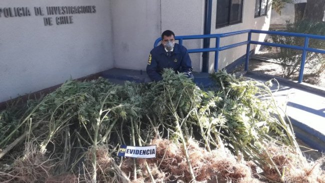 PDI decomisa 80.000 dosis de marihuana desde cultivo en San Carlos
