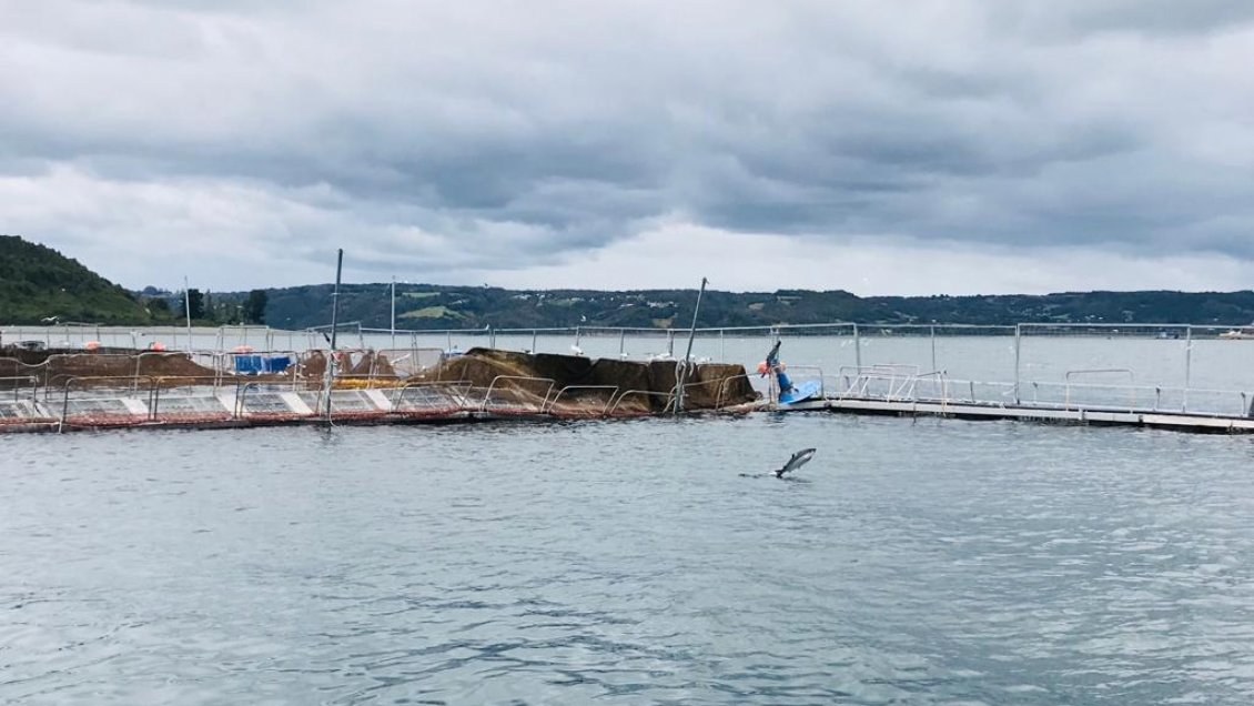 Salmoneros en alerta en Chiloé: 140 toneladas de salmones muertos por microalgas nocivas