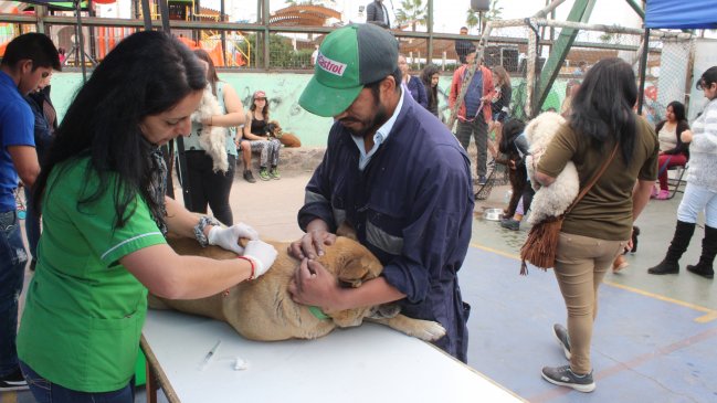 Tarapacá: Realizan operativo para mascotas en caleta San Marcos