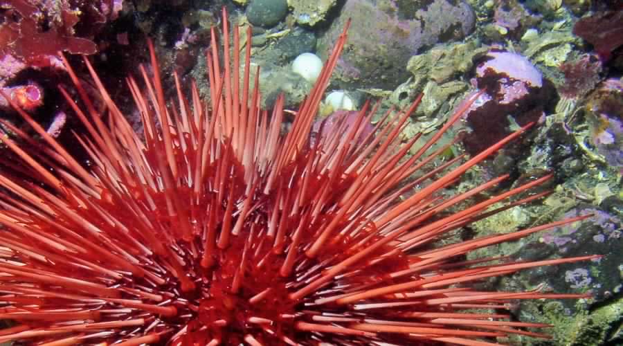 Ancud: El erizo rojo será materia de investigación para estudiantes