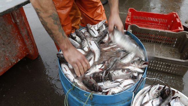 Pescadores del Biobío manifestaron preocupación por bajo precio de la merluza
