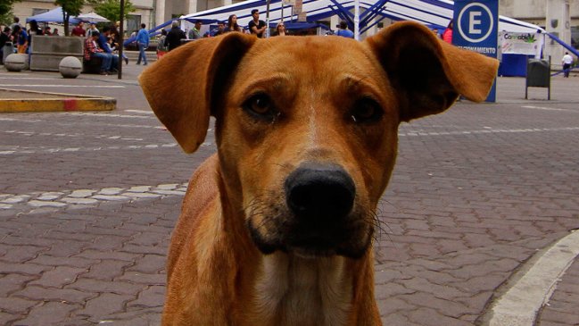 Denuncian envenenamiento de perros en Puerto Ibáñez