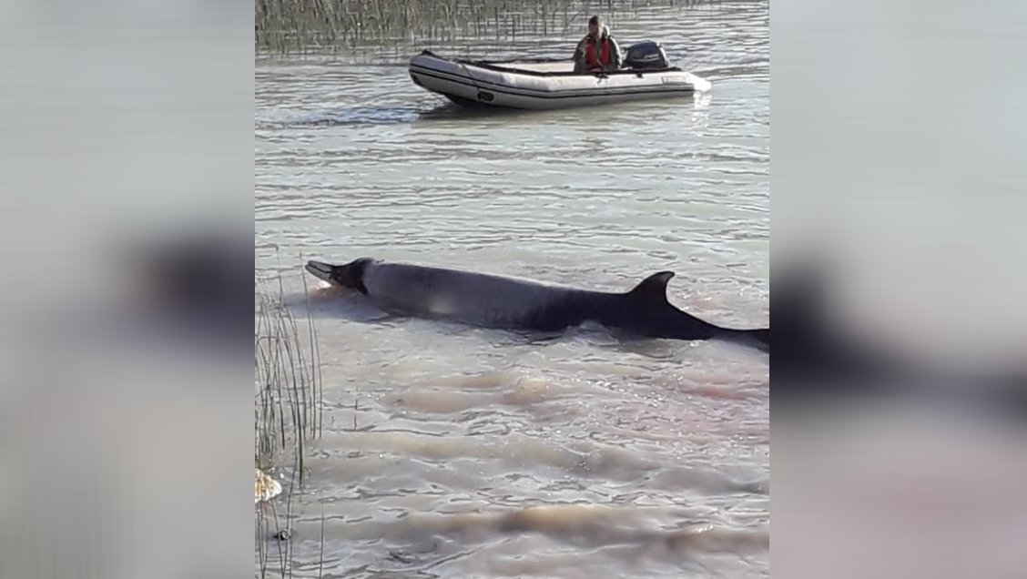 Extraña especie de ballena varó en la costa de Caleta Tortel
