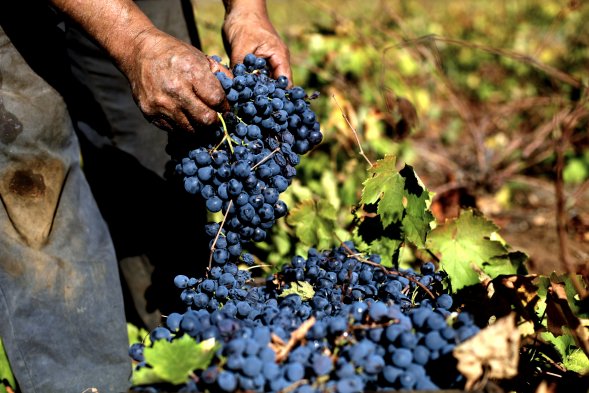 Viñateros de Coelemu emplazan al ministro de Agricultura por bajo precio de la uva