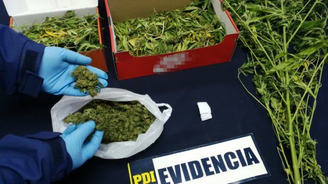 Detienen a sujeto que comercializaba marihuana en la comuna de Ránquil