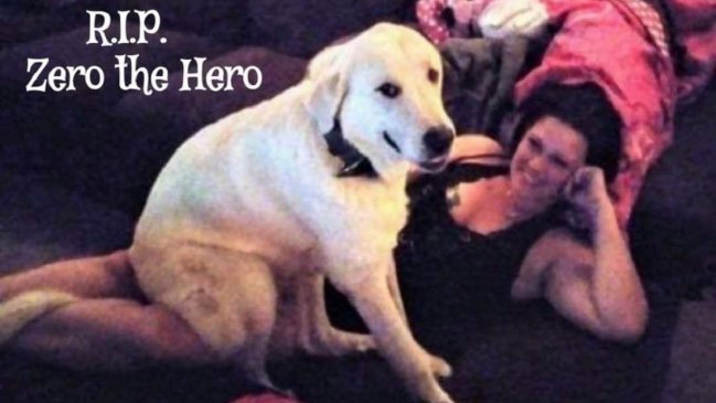 Perrito héroe murió después de salvar a su familia durante balacera en un cumpleaños