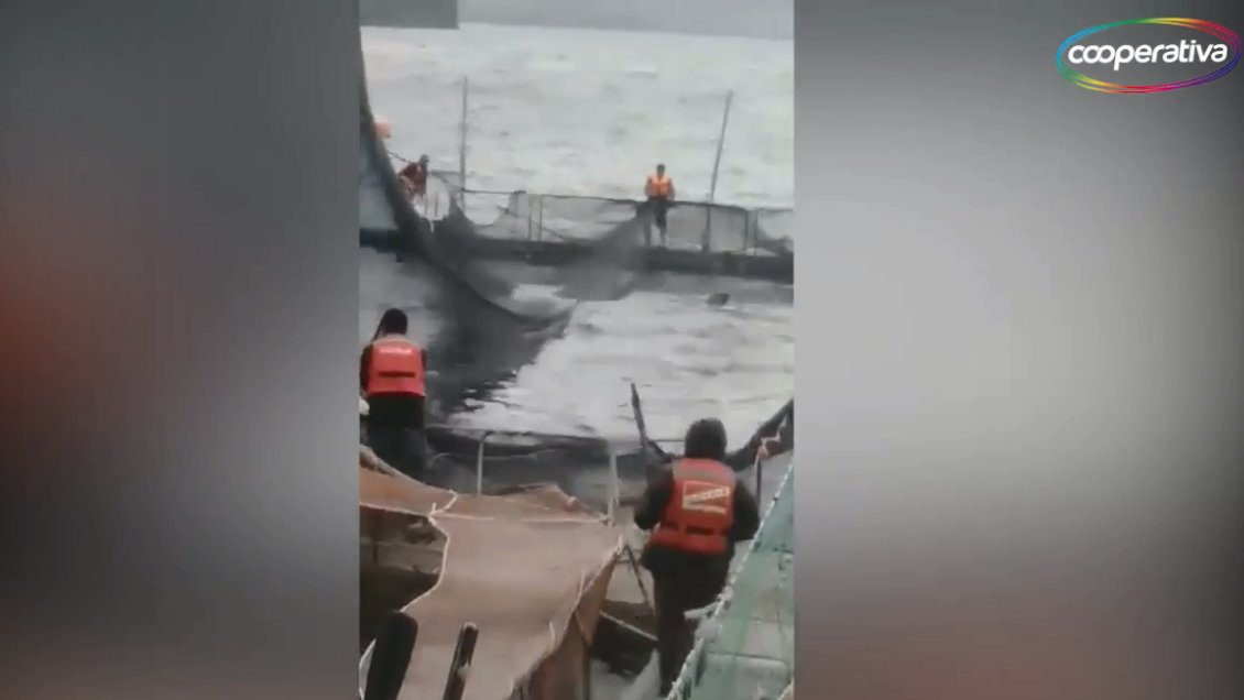 Sernapesca denunciará a empresa salmonera por matanza de lobo marino